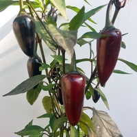 Jalapeno Purple Chili
